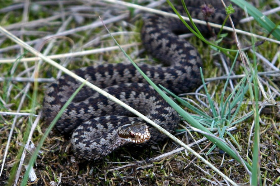 Vretenica obyčajná. Zdroj: https://commons.wikimedia.org/wiki/File:Kreuzotter_(Skagen,_Denmark).jpg