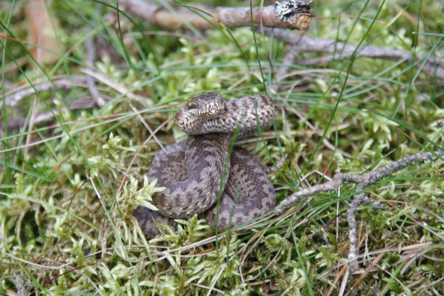 Vretenica obyčajná. Zdroj: https://commons.wikimedia.org/wiki/File:Kreuzotter_drohend.jpg