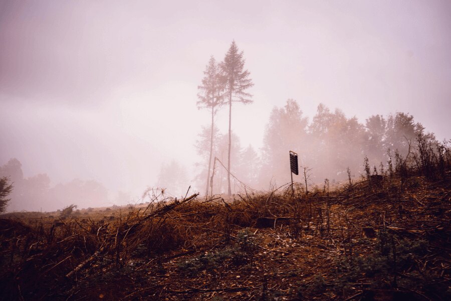 Jesenný les v hmle. Zdroj: https://www.pexels.com/cs-cz/foto/krajina-stromy-silueta-mlha-5626891/