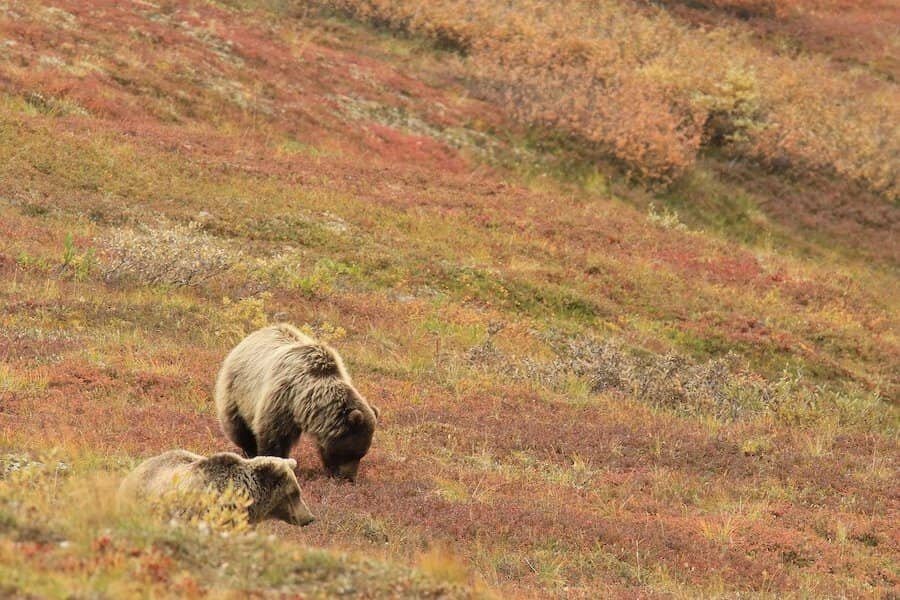 Dva medvede v prírode